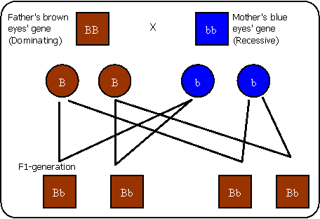 what makes a gene dominant or recessive