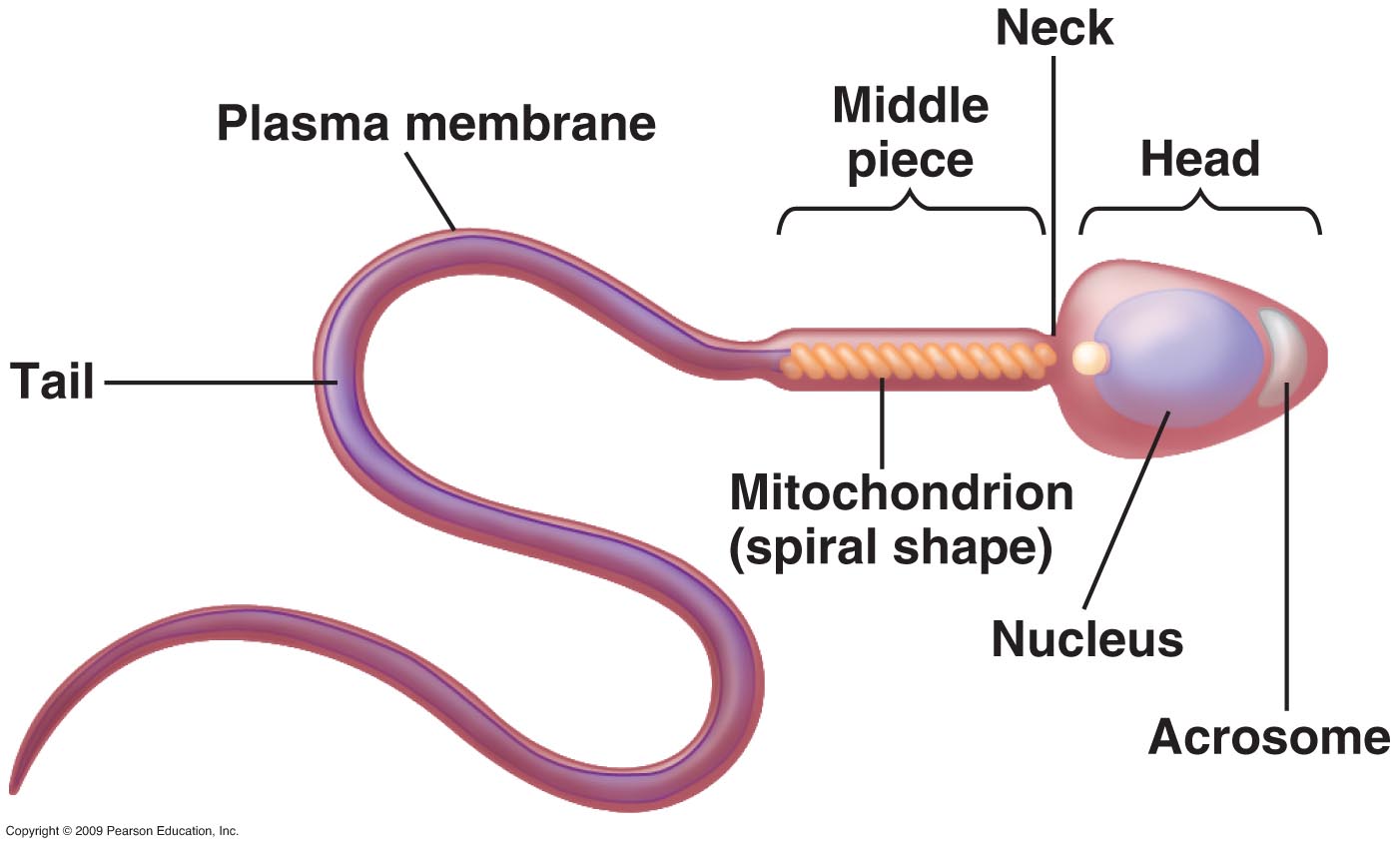 Mature In Sperm 104