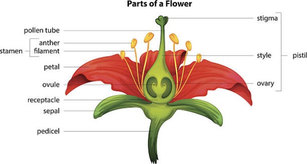 What is the function deals of petals